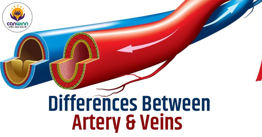 what-are-the-20-major-differences-between-artery-veins-canwinn